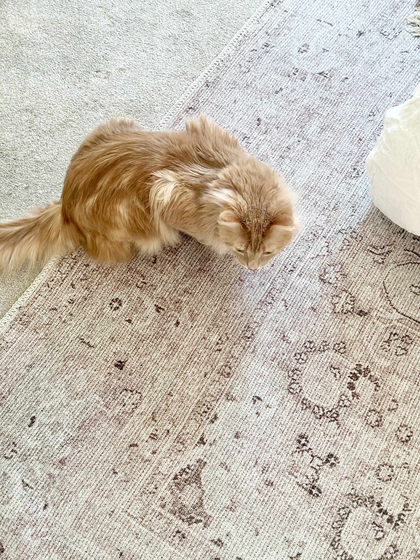 Amelie AML-2303 Machine Woven Rug